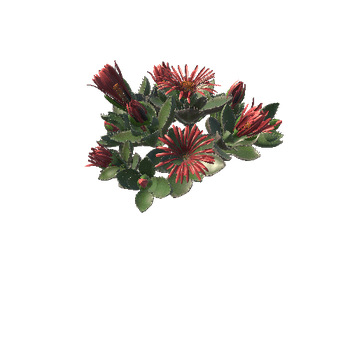 Flower_Faucaria tigrina5 6